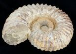 Large ( inch Wide) Mantelliceras Ammonite #3526-3